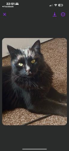 Lost Male Cat last seen longley, South Yorkshire, England S5 7LG