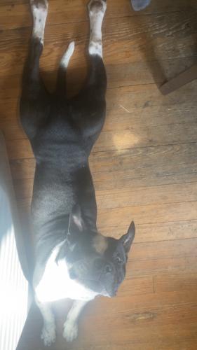 Lost Male Dog last seen north emerson ave, Indianapolis, IN 46219