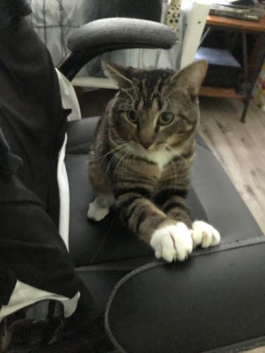 Lost Male Cat last seen Plymouth Sorrento rd and W Kelly Park rd, Apopka, FL 32712