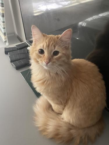 Lost Male Cat last seen Near arbor view drive , Cary, NC 27519