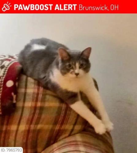 Lost Male Cat last seen Near Laurel Rd, Brunswick, OH 44212, Brunswick, OH 44212