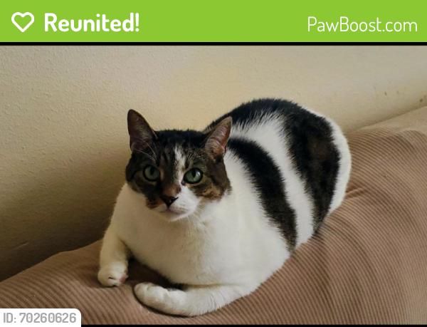 Reunited Male Cat last seen Ambleside Drive, Columbus, OH 43229