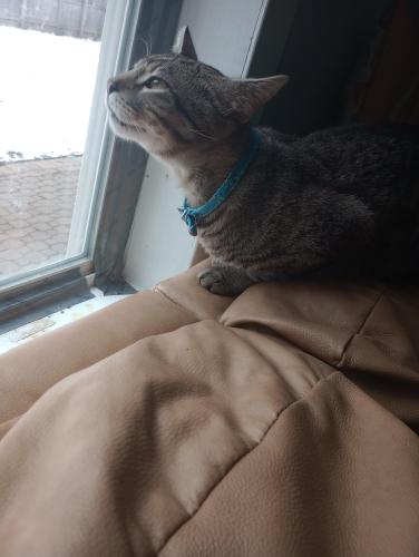 Lost Male Cat last seen Hastings St and Raymond St , Elgin, IL 60120