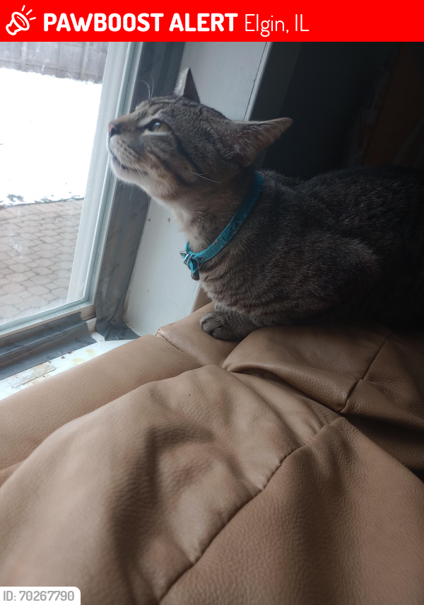 Lost Male Cat last seen Hastings St and Raymond St , Elgin, IL 60120