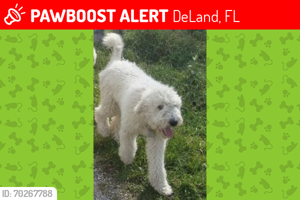 DeLand, FL Lost Female Dog, Peppa Is Missing | PawBoost