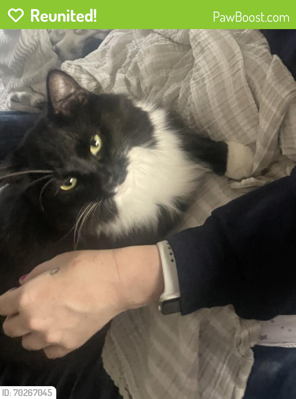 Reunited Male Cat last seen 82nd ave and Able St NE , Minneapolis, MN 55432