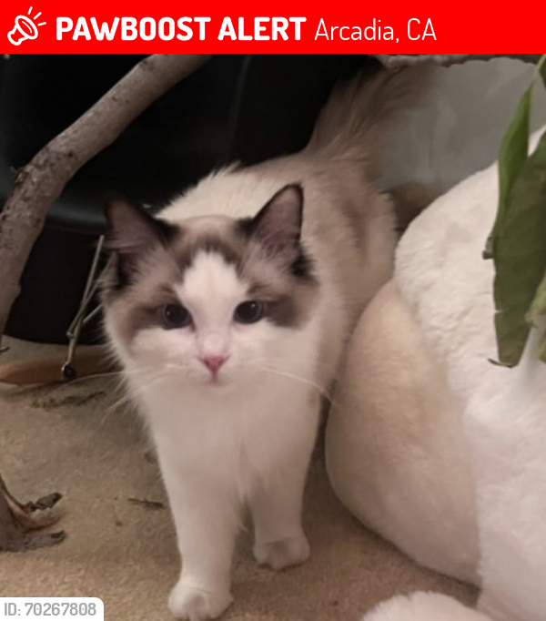 Lost Male Cat last seen Singing Wood Dr , Arcadia, CA 91006