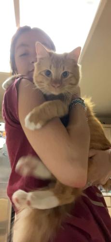 Lost Male Cat last seen Ashton Village Dr and Coppercrest Dr, Spring, TX 77386