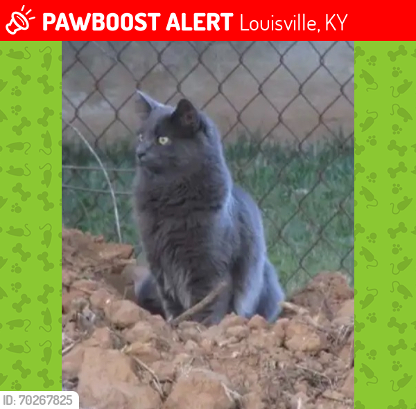 Lost Male Cat last seen Eastside Drive & Hunsinger Lane 40220, Louisville, KY 40220