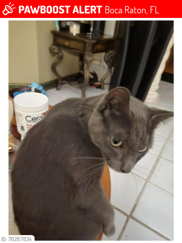 Lost Male Cat last seen Mykonos Court , Boca Raton, FL 33487