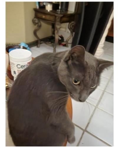 Lost Male Cat last seen Mykonos Court , Boca Raton, FL 33487