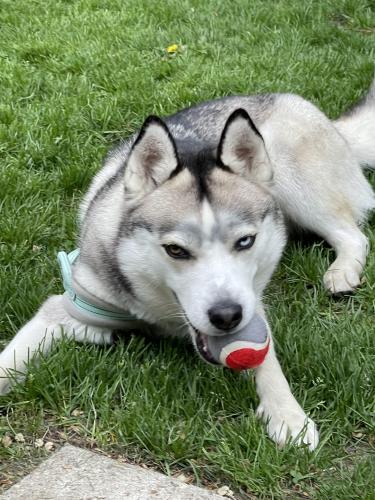 Lost Female Dog last seen Wyomin michigan, Wyoming, MI 49509