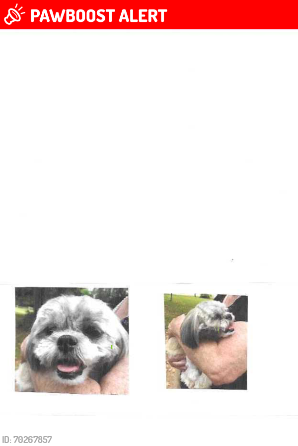 Lost Female Dog last seen Bradley Dr., West Columbia, SC, Lexington County, SC 29170