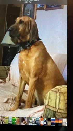 Lost Female Dog last seen Highway 281, Tuckasegee, NC 28783