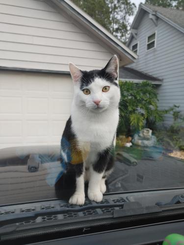 Lost Male Cat last seen Gelding and Thoroughbred 32257, Jacksonville, FL 32257