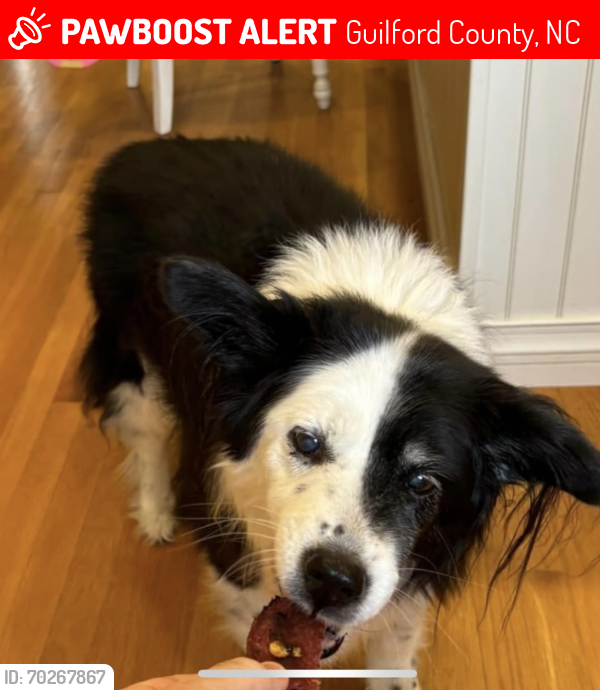 Lost Female Dog last seen Mcclanahan and 150, Guilford County, NC 27214
