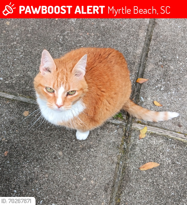 Lost Female Cat last seen Cove drive and park street , Myrtle Beach, SC 29572