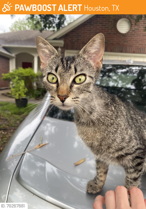 Rehomed Female Cat last seen West rd and Telge, Houston, TX 77095