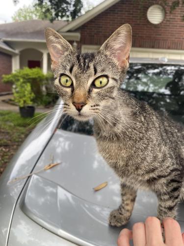 Found/Stray Female Cat last seen West rd and Telge, Houston, TX 77095
