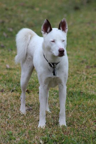 Lost Male Dog last seen Bridgeport Rd. and Anderson Rd., Houston, TX 77047