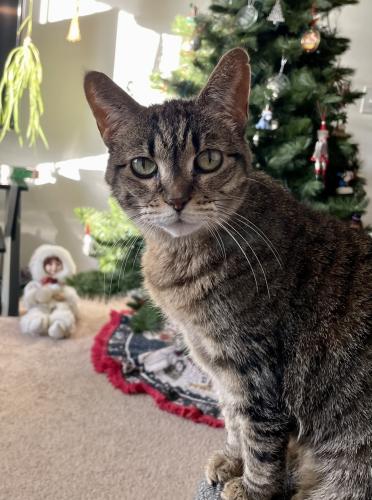 Lost Female Cat last seen 7 Mile and Grand River, Redford Charter Township, MI 48240