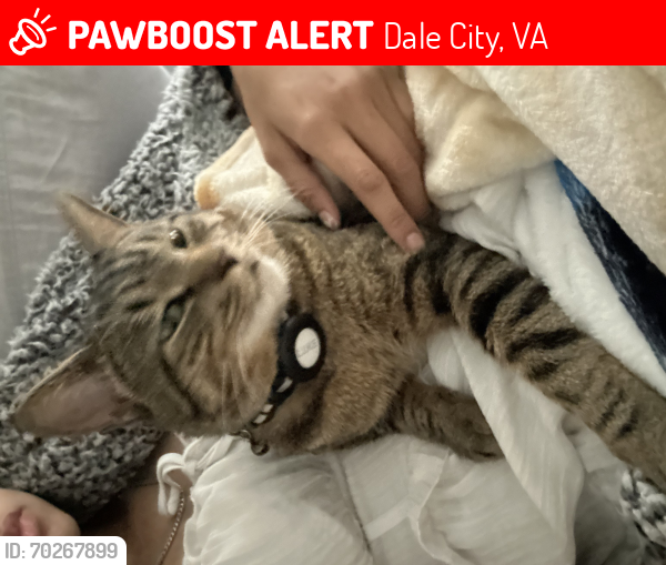 Lost Male Cat last seen Near Rexburg CT, Dale City, VA 22193