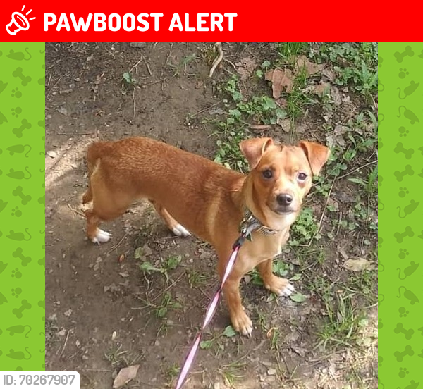 Lost Male Dog last seen Near Sugarbark Drive C Winchester ohio 43110, Canal Winchester, OH 43110