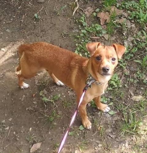 Lost Male Dog last seen Near Sugarbark Drive C Winchester ohio 43110, Canal Winchester, OH 43110
