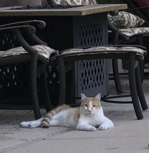 Lost Male Cat last seen Spanish Trail Country Club , Spring Valley, NV 89113