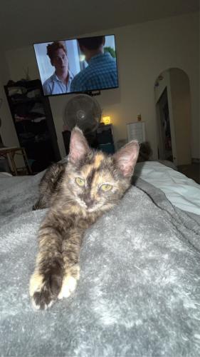Lost Female Cat last seen Maple and edwards, Wichita, KS 67209