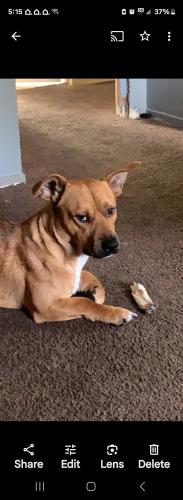 Lost Male Dog last seen Clinton  & brawley , Fresno, CA 93722