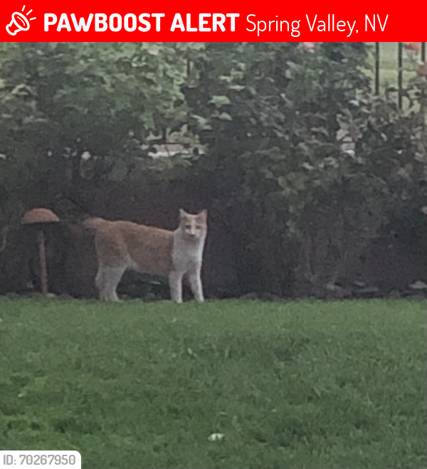 Lost Male Cat last seen Between Hacienda and Tropicana inside Spanish Trail country club , Spring Valley, NV 89113