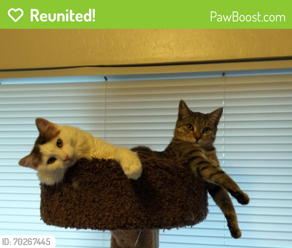Reunited Female Cat last seen withers ave, Monterey, CA 93940