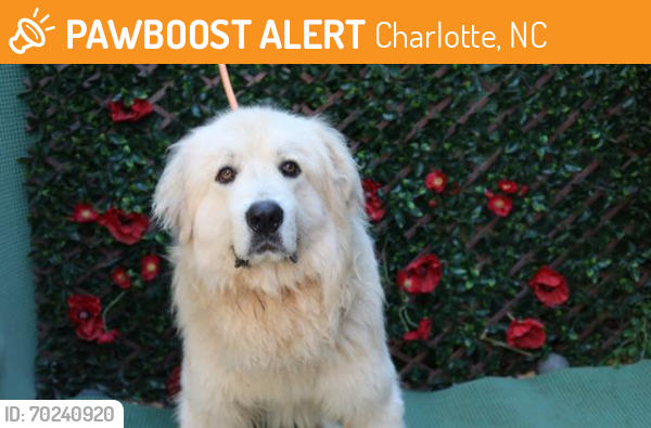 Shelter Stray Male Dog last seen CHARLOTTE, Charlotte, NC 28217
