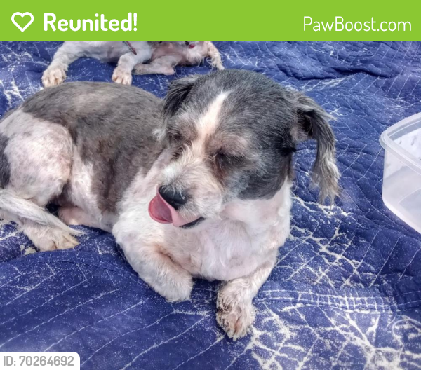 Reunited Female Dog last seen Near Pasadena , Longwood, FL 32750