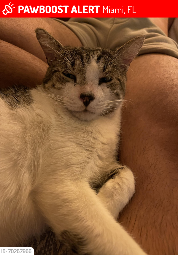 Lost Male Cat last seen 23rd ter and sw 19th ave , Miami, FL 33145