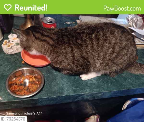 Reunited Male Cat last seen Near NW 36ct 33309, Oakland Park, FL 33309