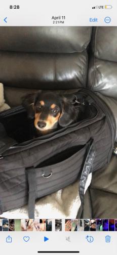 Lost Male Dog last seen Black and brown chiweenie looks like long hair doxon, Tampa, FL 33607
