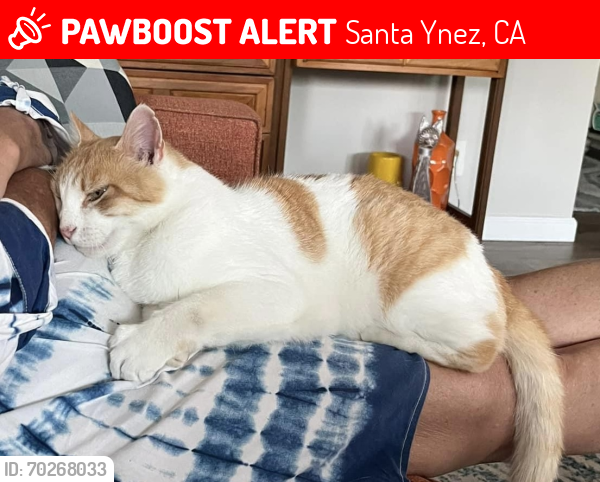 Lost Male Cat last seen Samantha, Santa Ynez, CA 93460