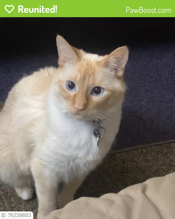 Reunited Male Cat last seen He got out of the house. , Edmonton, AB T5H 2Z3