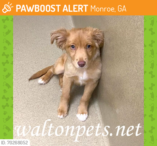Rehomed Male Dog last seen MAPLE LANE, Monroe, GA 30655