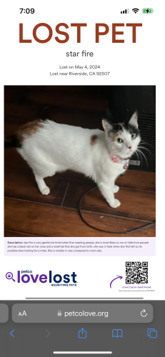 Lost Female Cat last seen sycamore highland park or the apmts nearby there or any place in general , Riverside, CA 92507
