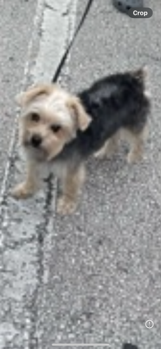 Lost Male Dog last seen Apopka Vineland & Dressage, Orlando, FL 32818