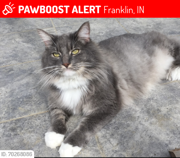 Lost Male Cat last seen Knollwood farms, Franklin, IN 46131