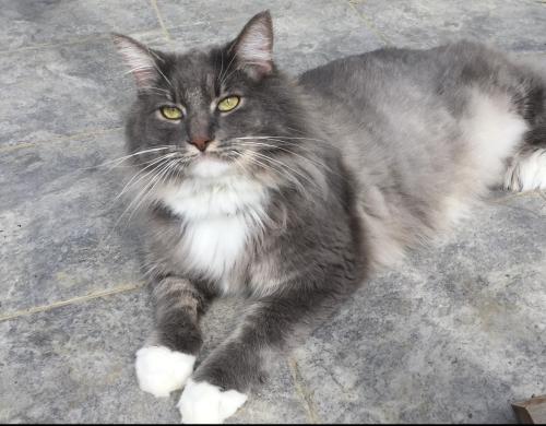 Lost Male Cat last seen Knollwood farms, Franklin, IN 46131