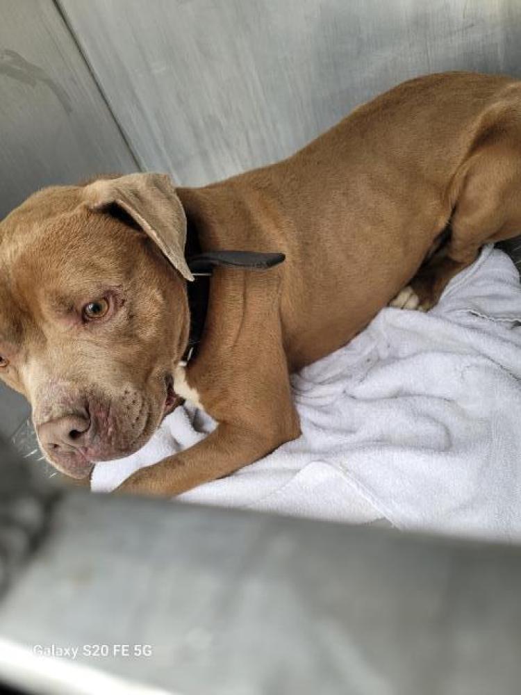 Shelter Stray Male Dog last seen Near BLOCK SORRENTO ST, DETROIT, MI 48227, Detroit, MI 48211