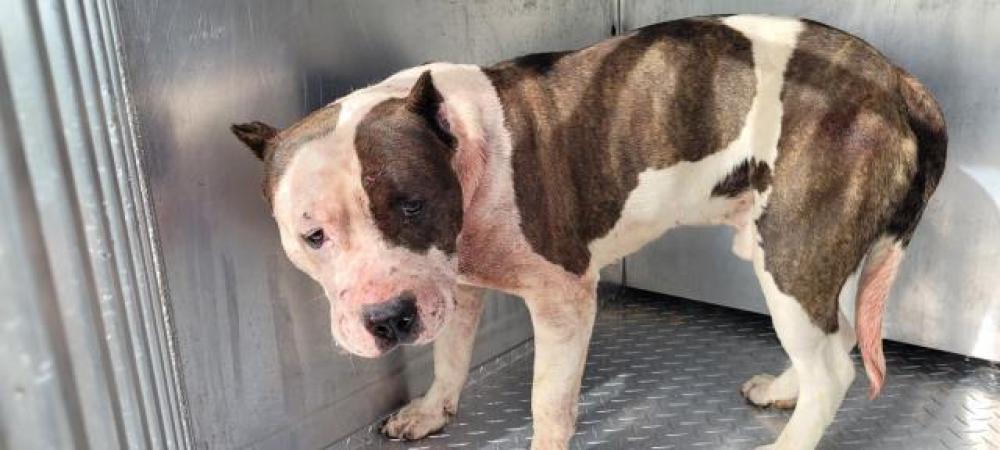 Shelter Stray Male Dog last seen Near BLOCK HUBBELL ST, DETROIT, MI 48227, Detroit, MI 48211