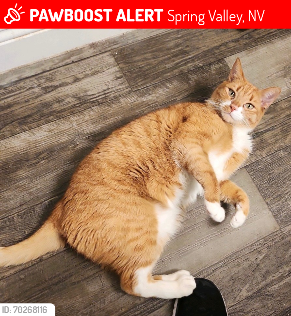 Lost Male Cat last seen W Tropicana Ave & S Jones Road, Spring Valley, NV 89103