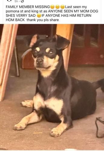 Lost Male Dog last seen Fairview and Edinger , Santa Ana, CA 92704