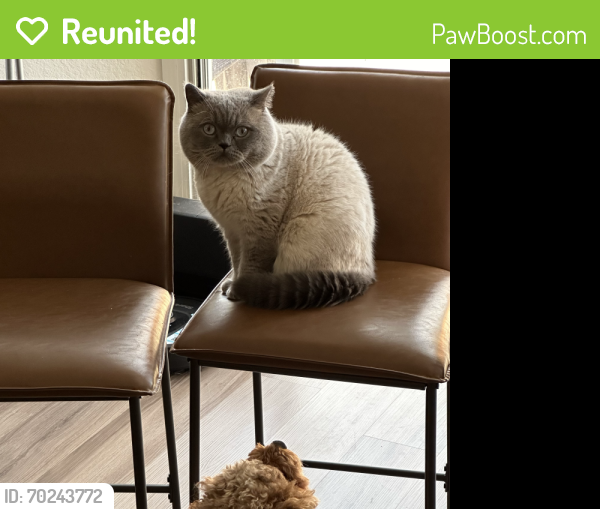 Reunited Male Cat last seen Near Blueberry Court, Tracy, CA 95376, Tracy, CA 95376